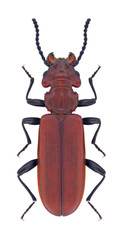 Beetle Cucujus haematodes on a white background