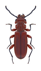 Beetle Cucujus claviceps on a white background