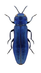 Beetle Agrilus delphinensis on a white background