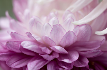 pink flower as background