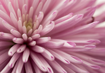 pink flower as background