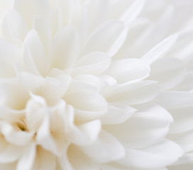 Fototapeta na wymiar white flower as background