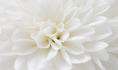 white flower as background - Powered by Adobe