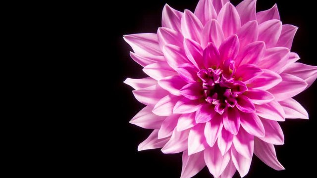 Time lapse - Blooming Pink Dahlia Flower with black background