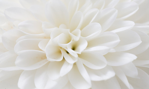 White Flower Images – Browse 10,858,236 Stock Photos, Vectors, and Video |  Adobe Stock
