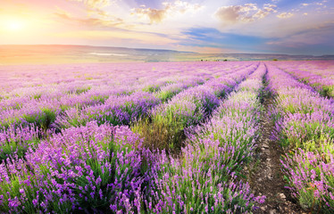 Obraz na płótnie Canvas lavender.