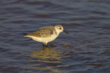 Sanderling Calidris alba feeding along the tideline