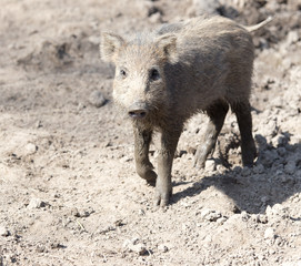 wild boar in the mud in the zoo
