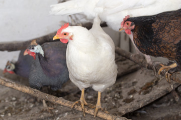 Portrait of a chicken farm