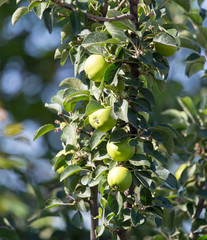green apple on the tree
