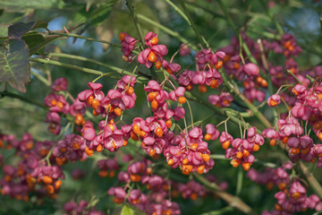 Fototapeta premium Spindle Euonymus europacus in Hedgerow