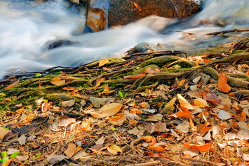 fall colored leaf resting on a moss covered rock with water flowing around it