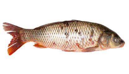 carp on a white background