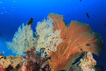 Coral reef and fish underwater
