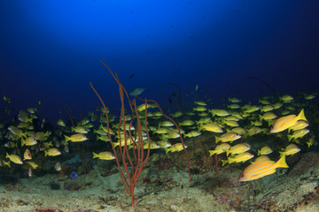 Fish school on coral reef in Indian Ocean