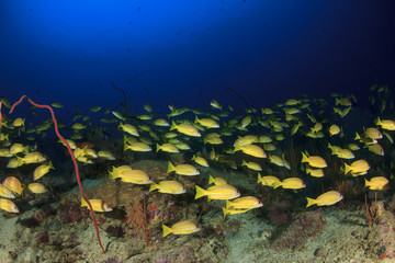 Fish school on coral reef in Indian Ocean