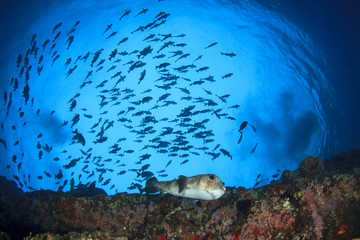 Fish school on coral reef in Indian Ocean