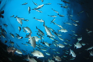 Fish school on coral reef in Indian Ocean