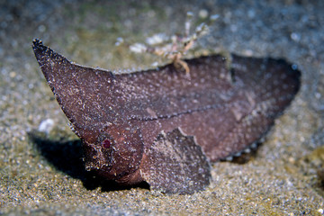 Ablabys taenianotus - Black Cockatoo waspfish in Lembeh Strait