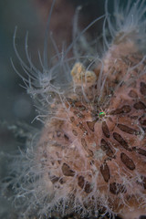 Hairy Frogfish (Antennarius striatus) portrait