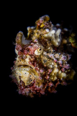 Warty Frogfish portrait