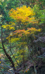 Akame Creek in Nabari, Mie, Japan