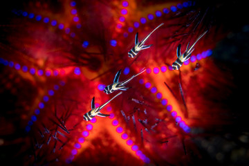 Banggai cardinalfish juveniles on fire urchin