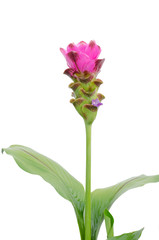 Siam Tulip isolated on white background.