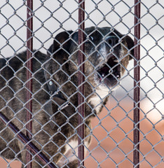 angry dog behind a fence