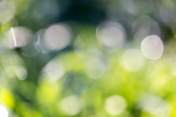 bokeh background of green nature