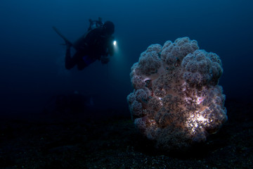 Soft coral with diver and torch
