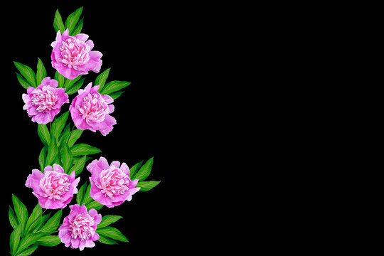 Colorful bright flowers peonies isolated on black background.