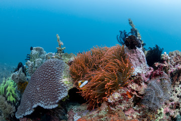 Nemo in Lembeh