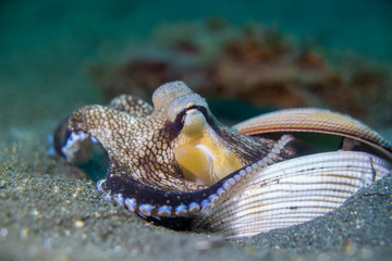 Coconut Octopus with shells resting in sand