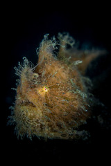 Hairy Frogfish portrait