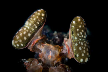 Giant mantis shrimp eyes
