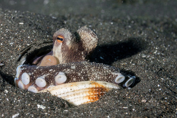 Coconut Octopus with shells resting in sand