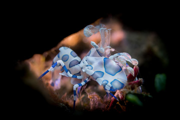 Harlequin shrimp feeding on a red seastar