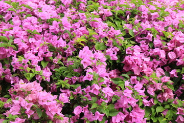 Bougainvillea in the garden
