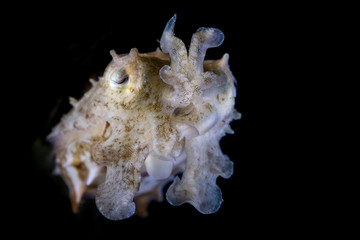 Broadclub cuttlefish with black background