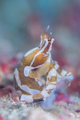 Wunderpus DOF
