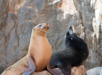Obraz premium California Sea Lion couple on La Lobera the Sea Lion colony rock at Los Arcos at Lands End in Cabo San Lucas Baja MEX B C S