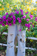 Petunia flower blooming in basket made from jeans