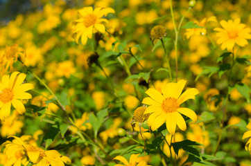Mexican sunflower weed, Scientific name Tithonia diversifolia