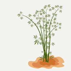 Fototapeta premium bamboo stems with leaves on white background