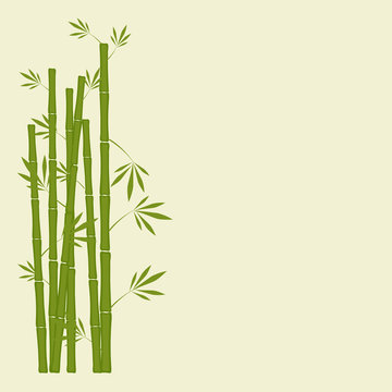 bamboo stems with leaves on white background
