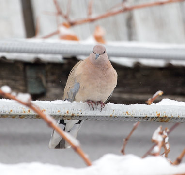 dove in nature in winter