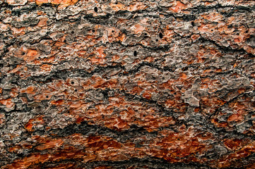Tree Bark
