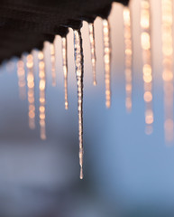 winter icicles on the sun dawn