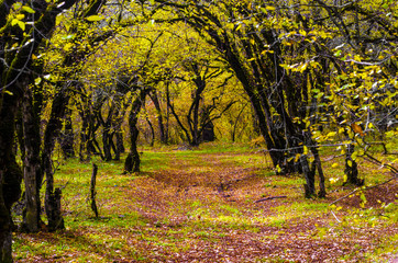 Wonderful  landscape of golden autumn in the forest  with a footpath leading into the scene and  a charming picture of the autumn leaf fall